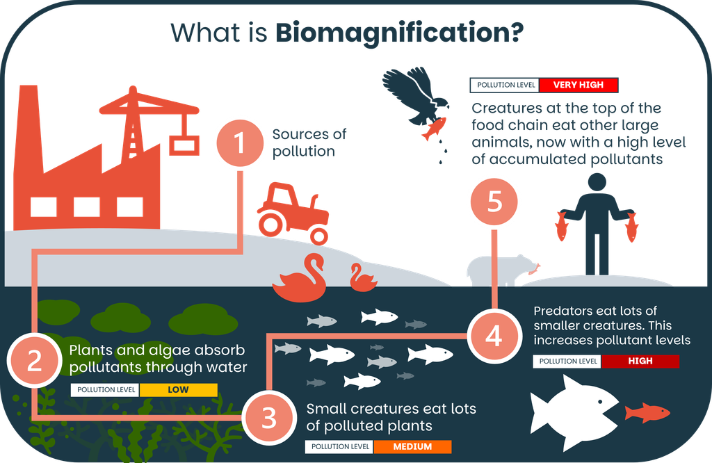 An infographic showing 5 steps in the biomagnification process. How chemical pollution biomagnifies.